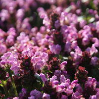 Prunella - Brunelle