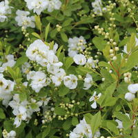 Deutzia