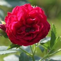 Rosiers grimpants (500-800 cm)