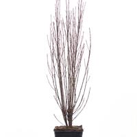 Rhamnus frangula 'Fine Line'�