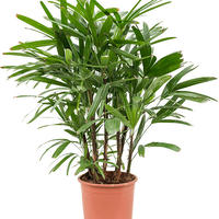 Palmier bambou