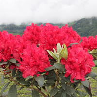 Rhododendrons Inkarho�