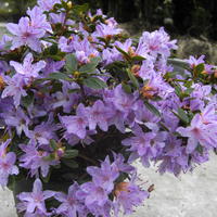 Rhododendrons hybrides