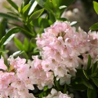 Rhododendrons