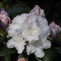 Rhododendron yakushimanum