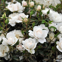 Rosier 'Milky Pixie�'