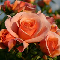 Rosier Aprikola�