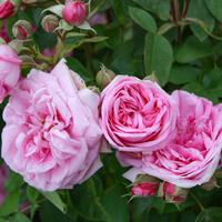 Rosiers ADR