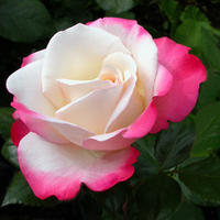 PRIX MINI Rosiers