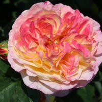 Rosiers Guillot