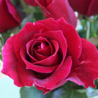 Rosier 'Roter Duft 97�'