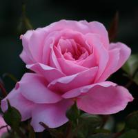 Rosier 'Queen Elizabeth�'