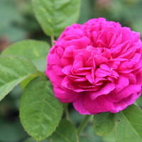 Rosiers buissons