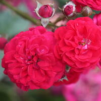 Roseasy� Rosiers simples