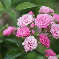 Lubera� Originale : Roses