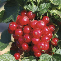 Cassis et groseilles � grappes