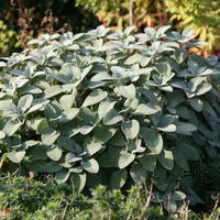 Plantes fruiti�res utiles - herbes de cuisine