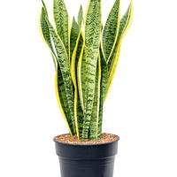 Plantes de bureau