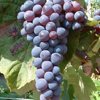 Vigne 'Blue Dream(sans p�pins)