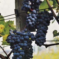 Vigne 'Magliasina'