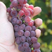Raisin rouge et vigne rouge