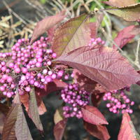 Callicarpes