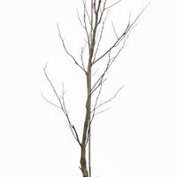 Liriodendron tulipifera - Hochstamm