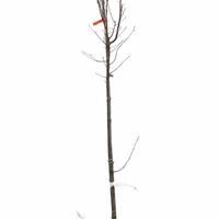S�ulen-Hainbuche 'Lucas' - Hochstamm