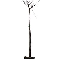 Stachelbeere Crispa� Greenling�