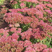 Sedum - Sedum telephium