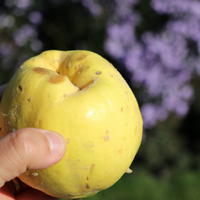Coing d'ananas 'Zarea'