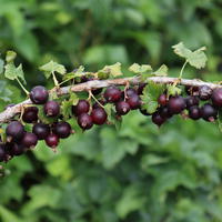 Casseille Jofruity� (Confi�Beere)