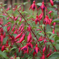 Fuchsias rustiques