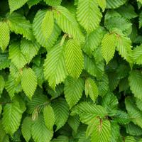 Aub�pines pour haies