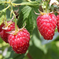 Framboisiers Schlaraffia