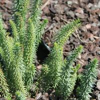 Plantes aquatiques de faible profondeur