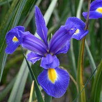 Iris de hollande