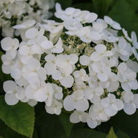Hortensias