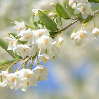 Styrax