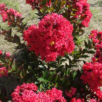 Lilas des Indes, Lagerstroemia