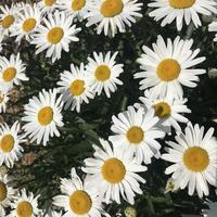 Marguerites - Leucanth�mes