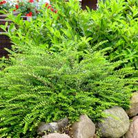 Ch�vrefeuille couvre-sol