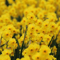 Jonquille vraie (Narcissus jonquilla)