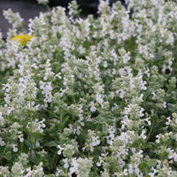 Herbe � chat, Chataire 'Snowflake'