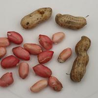 Plantes de cacahu�tes - (Not) Just Peanuts�.
