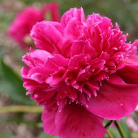 Pivoine 'Inspecteur Lavergne'