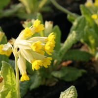 Primev�res - Primula