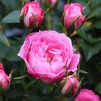 Roses basses (jusqu'� 40 cm)