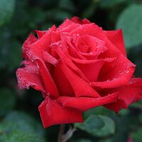 Rosier 'Grande Amore�'