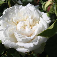 Rosiers grimpants (300-500 cm)